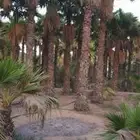 نخل واشنطني ابو مروحه