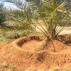 توجد عماله تحويض وتنظيف نخيل