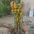 مشاءالله تبارك الله نخل وصل اليوم