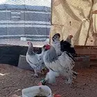 دجاج واحد ديك ثلاث دجاج منتج