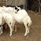 كباشه وفران