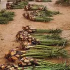 فروخ نخل صقعي مجدول خلاص خضري سكري