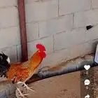 ديك للبيع