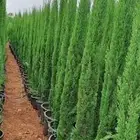 افضل انواع النخيل وجميع انواع الأشجار في مشاتل مؤسسة إقليم س