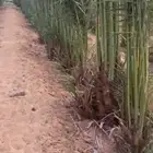 جثايث سكري طيبه جدا  وعلى الشرط العدد كبير توريد وغرس