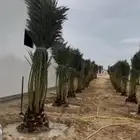 يوجد فروخ طيبه جدا  وعلى الشرط بعداد كبيره