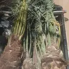 توريد جميع انواع النخل وتكريب