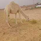 بكره وقعودللبيع