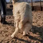 غنم