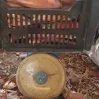بصل حساوي