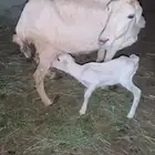 نعجه منتوج