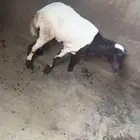 فرير تربيه للبيع