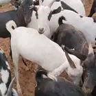 بيع تيوس يمنية في الخرج