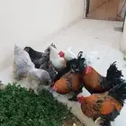 دجاج براهما منتج