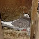 جوز حمام