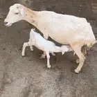 نعجه منتوج