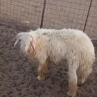 فحل حري للبيع