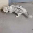 Persian Cat