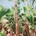 نخل واشنطني