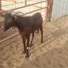 فحل اسباني مورسيانو شق 3