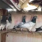 حمام باكستاني