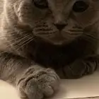 قطة