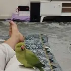 للبيع ببغاء درة