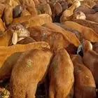 طليان سواكن حمر 760