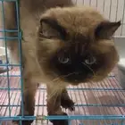 قط   بسه للتبني