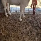 معزا هولنديات مضاريع