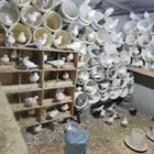 للبيع جوز حمام