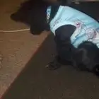 كلب صغير ذكر موقعي الرياض حي العريجاء الغربي حياكم الله