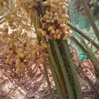 نخل مثمرا بجميع النوع متوفره وتوصيل الجميع منطق المملكه