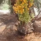 يوجد الدينا نخل البيع