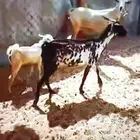 معزه بيشيات جنوبيات طيبه
