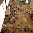 صوص فيومي بيور من أصل الفيومي الجامبوا شرط