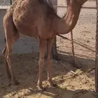 قعود احمر للبيع