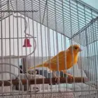 ذكر كناري للبيع