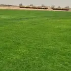 تيل طبيعي
