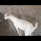 ذبايح تيس للبيع بعمر تقريبا 6 اشهر صامل يتواصل خاص