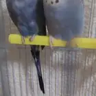 للبيع زوج بادجي