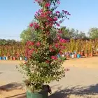 حدائق النخيل