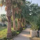 أشجار و اشنطن