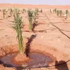 يوجد لدينا نخيل عربي وشنطونيا امركي زينه وفروخ ونقيل