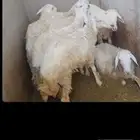 طليان حري تم اليبع