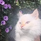 قطة أنثى تطلب التزاوج