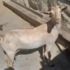 عنز ملحى دافع في 2ونص جرم ومد ماشاء الله