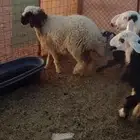 نعيم طيبه مقفله شحم وطرف