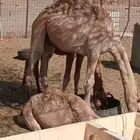 قعود للبيع السن 9اشهر
