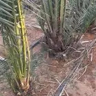 نخل للبيع جثايث سكري خلاص وبرحي ومجدول وشيشي مكرب وغير مكرب